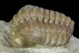 Bargain, Fossil Trilobite (Paciphacops) - Oklahoma #136962-2
